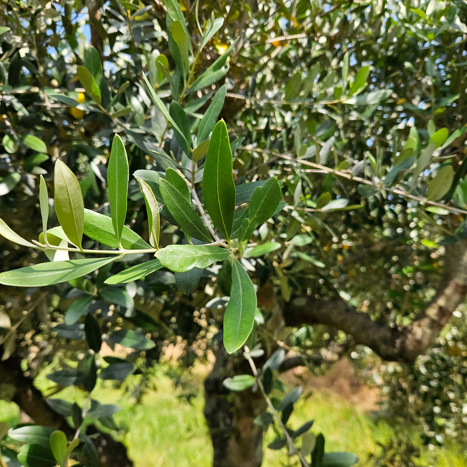 Lo stress salino innesca distinte strategie di mobilitazione dei cationi nell'olivo (Olea Europaea L.): uno studio di caso su cinque cultivar di recente selezione.