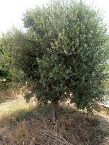 Il Leccino Minerva resistente alla Xylella: l’alto potenziale dell’olivo dei Vivai Attilio Sonnoli