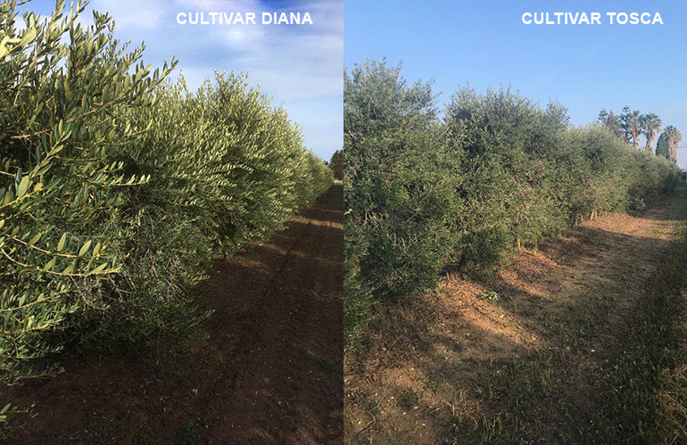 Ulivi resistenti a Xylella: risultati più che promettenti per due cultivar di un vivaio olivicolo di Pescia
