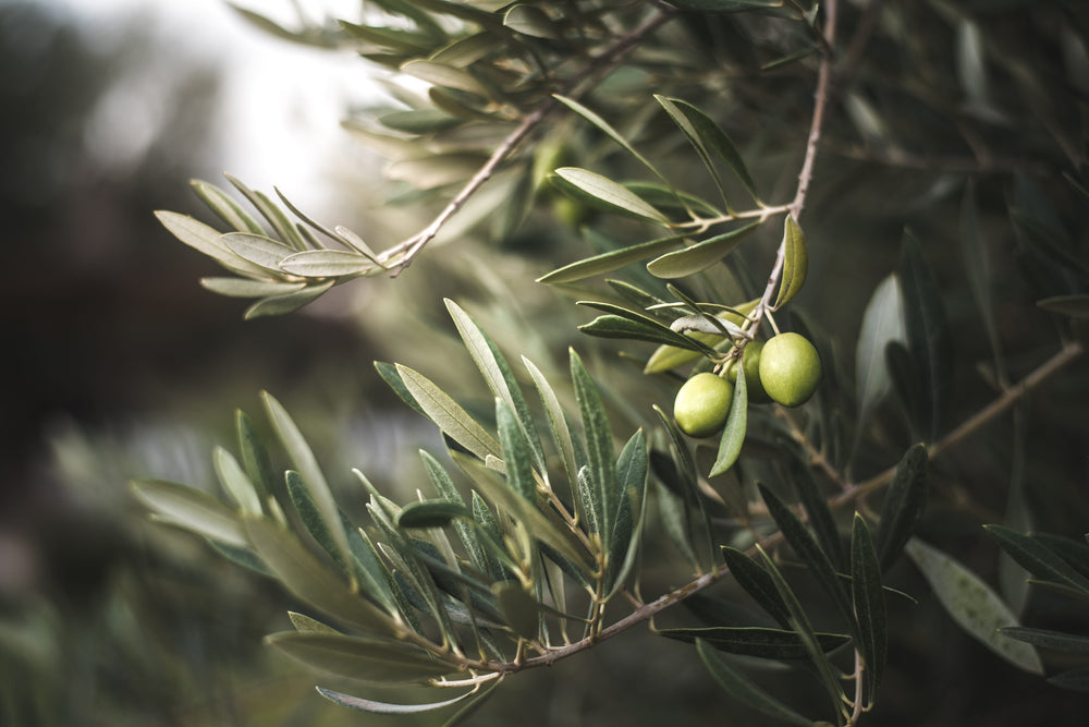 La resistenza a Verticillium dipende anche dal ceppo del patogeno