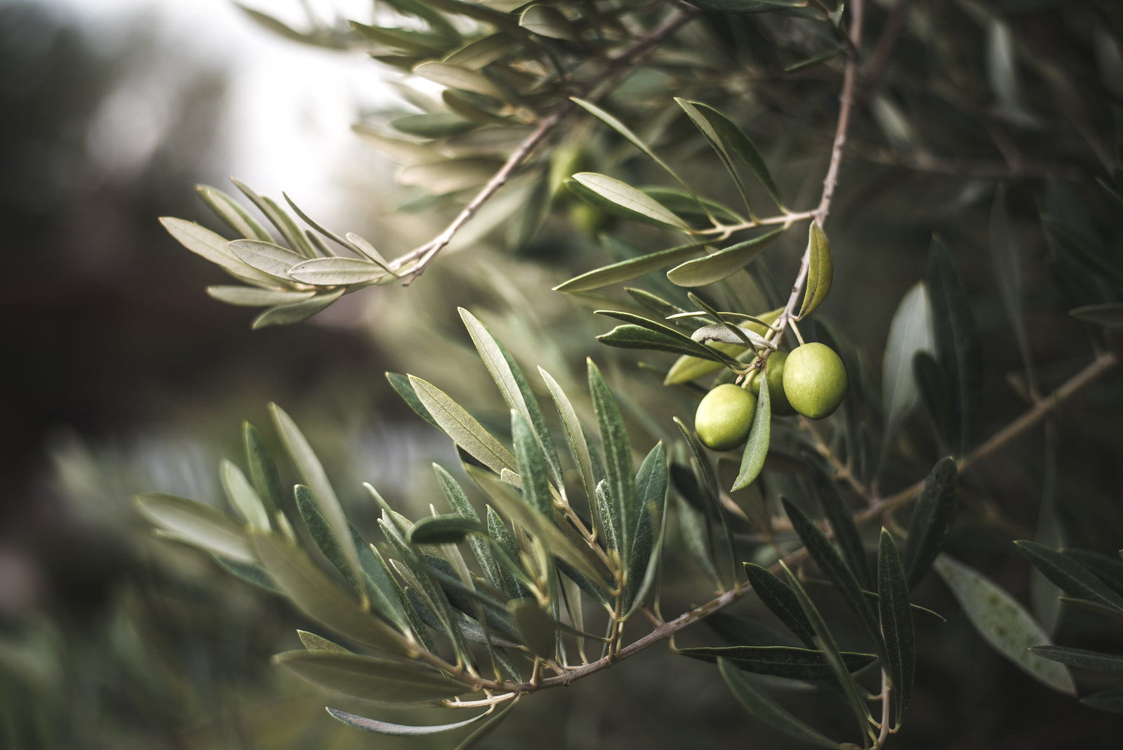 La resistenza a Verticillium dipende anche dal ceppo del patogeno