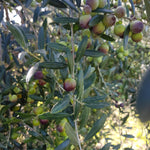 Etrusca