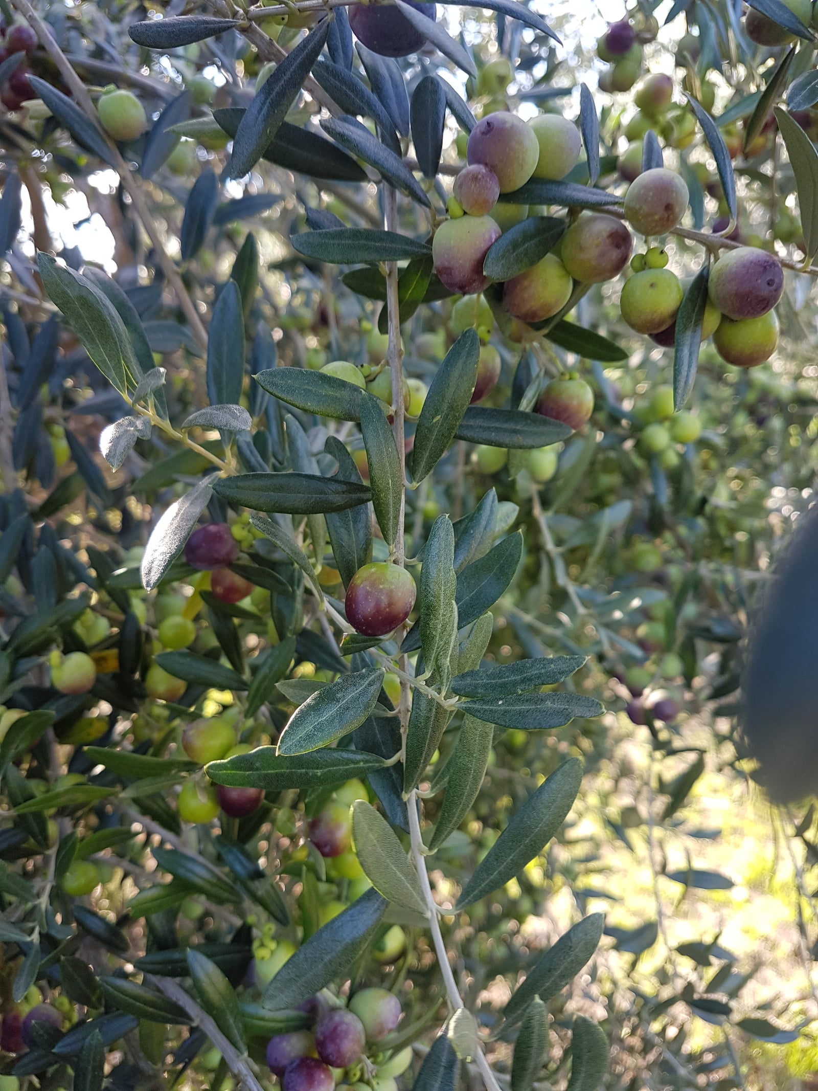 Etrusca