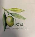 OLEA Rete Impresa Agricola 2019